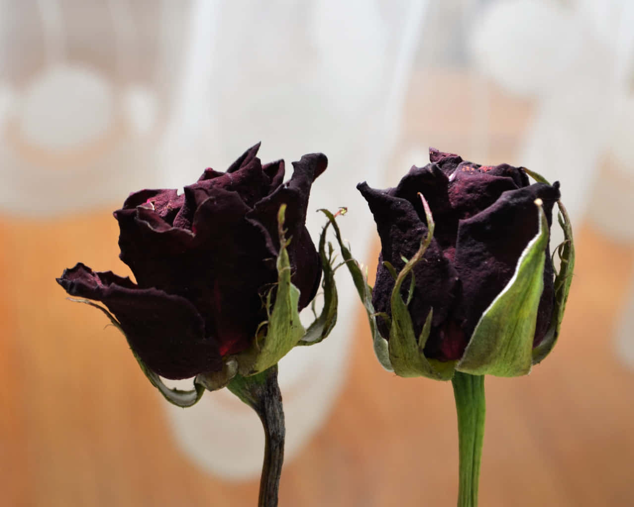 Dried Flowers Backgrounds