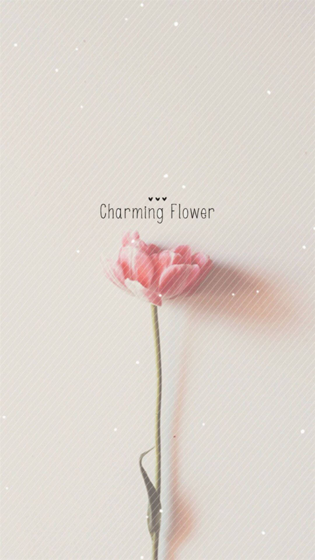 Charming Flower Simple Iphone Background