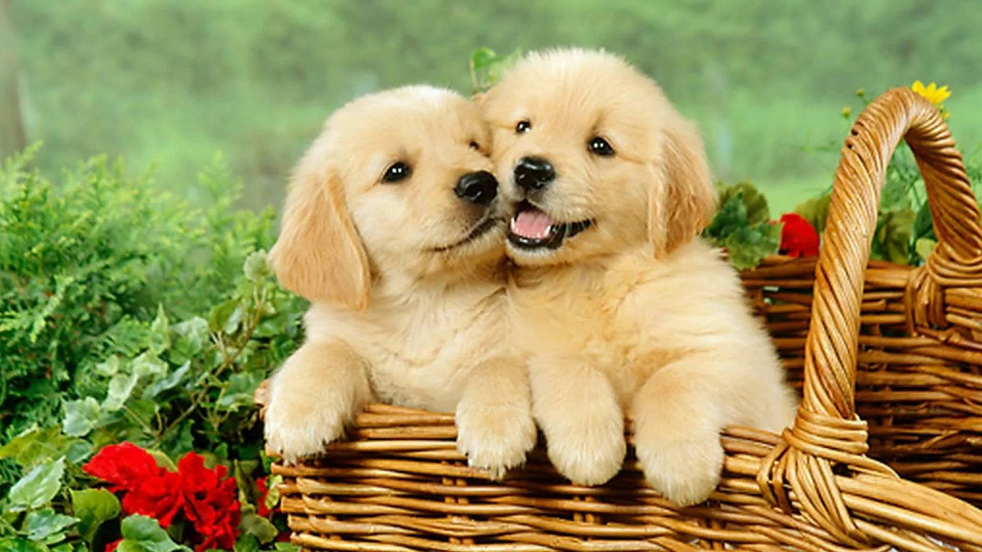 Charming Golden Retriever Puppy Desktop Background