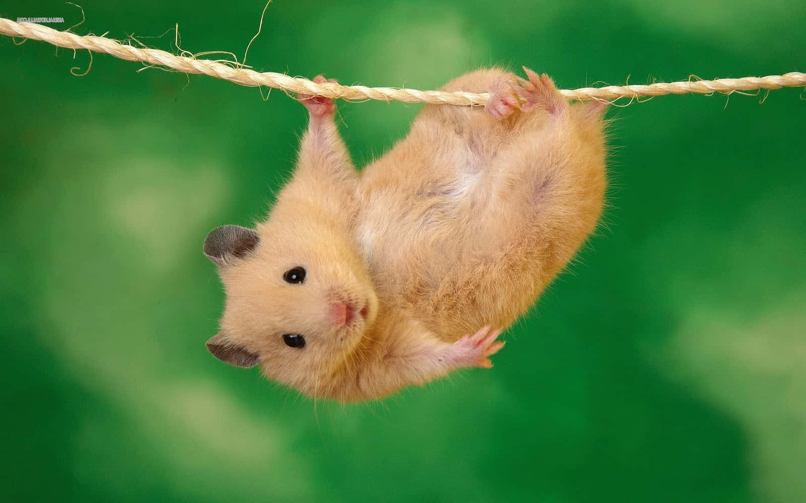 Charming Hamster Hanging Upside Down Background