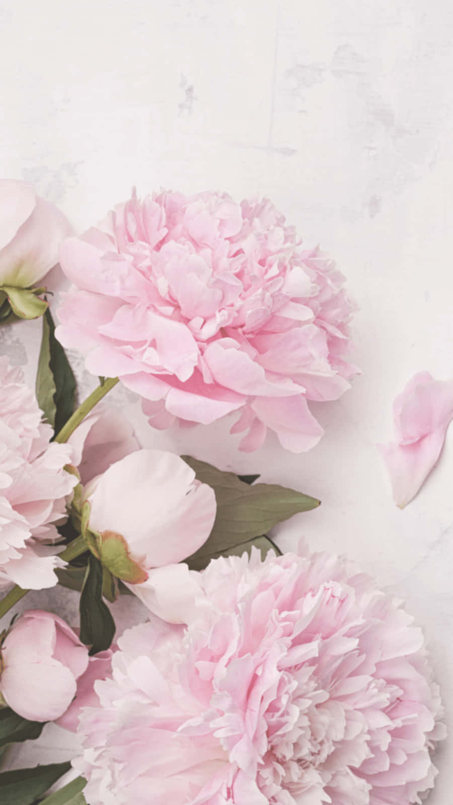 Charming Light Pink Peony Iphone Flower Display