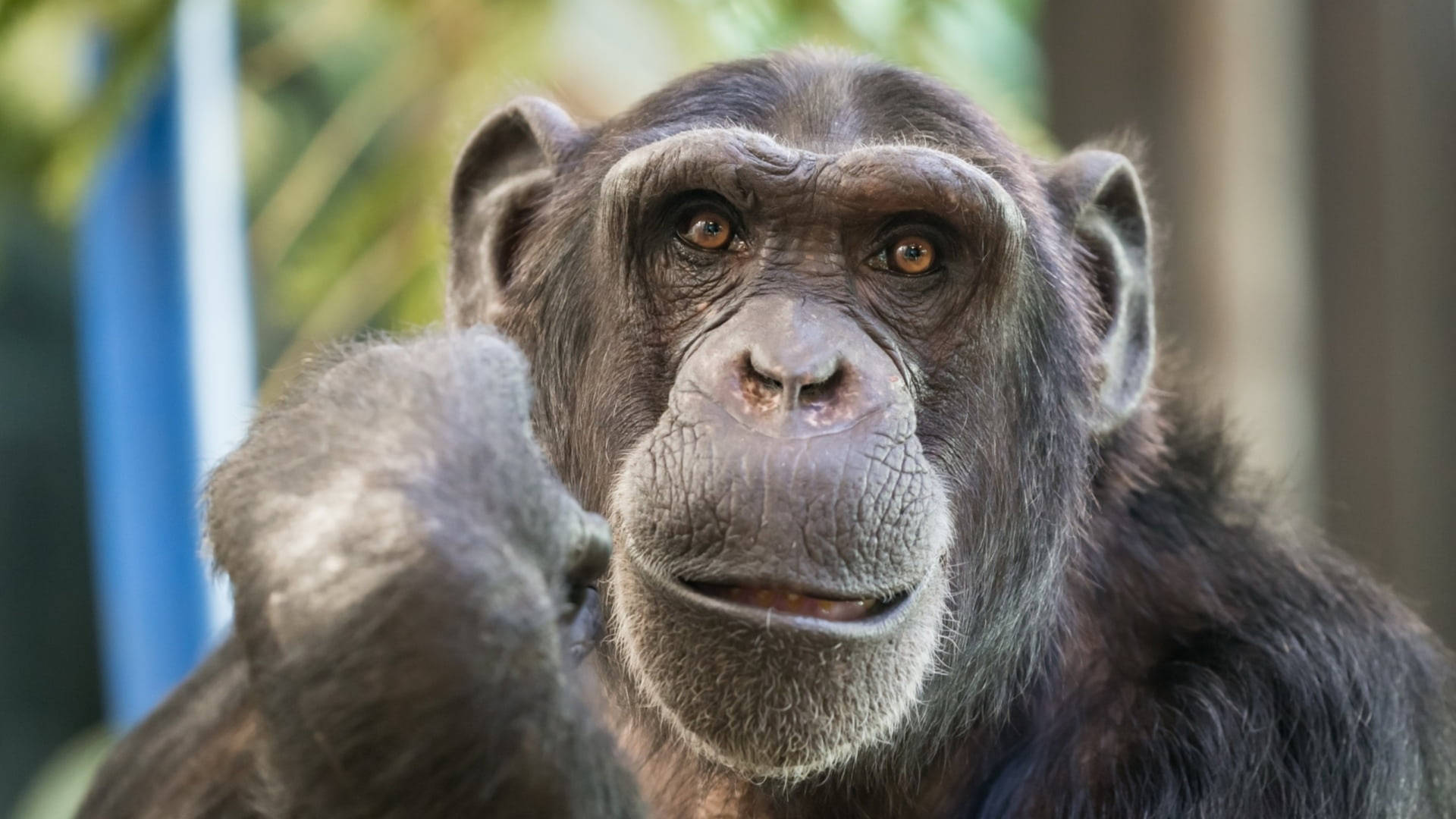 Charming Look Chimpanzee Background