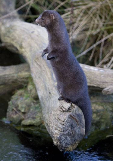 Charming Mink