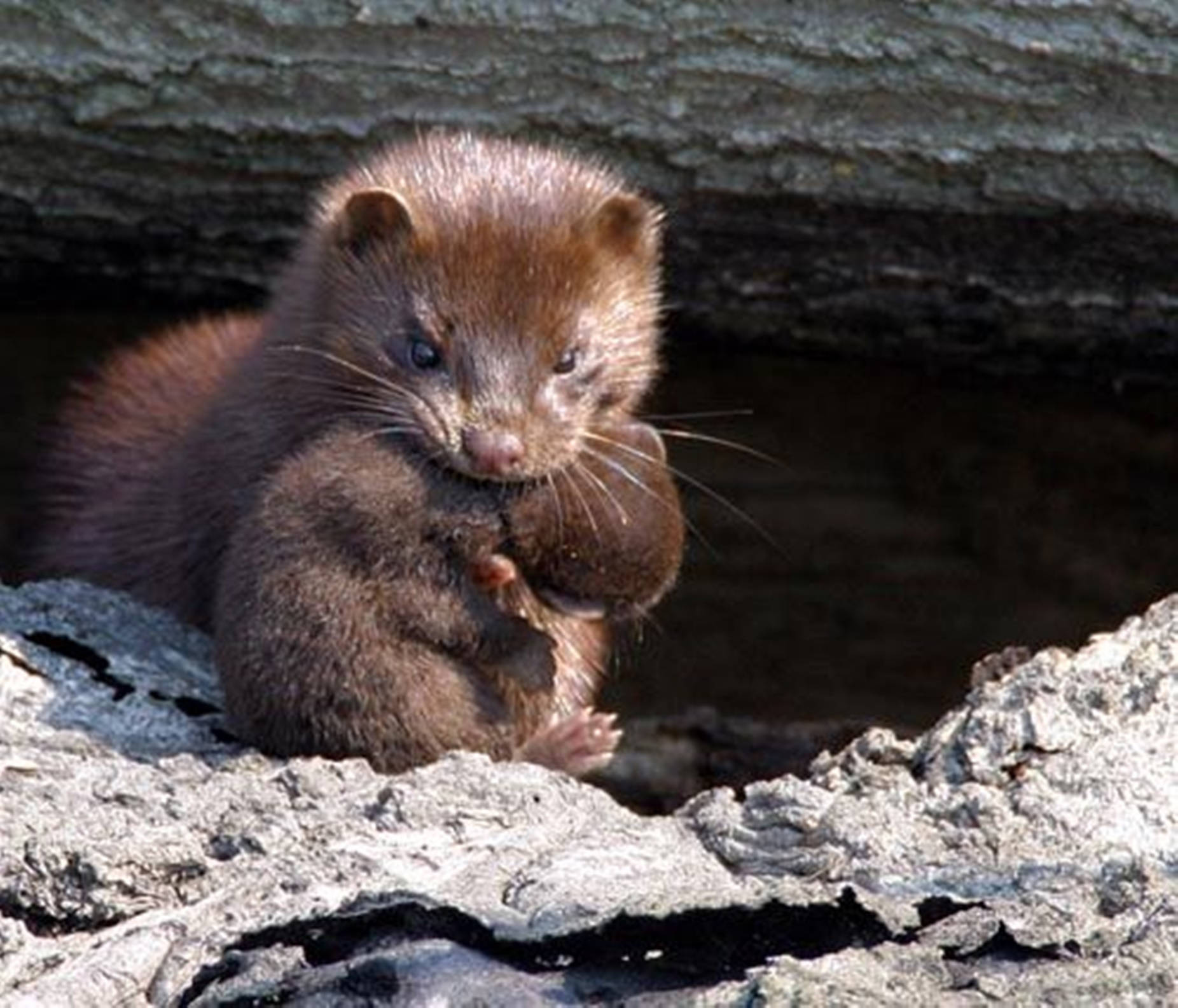 Charming Mother Mink