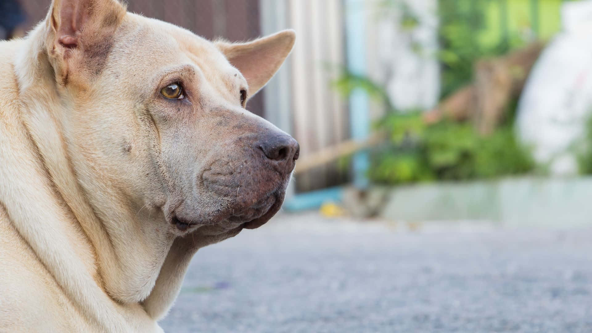 Charming Overweight Dog Relaxing Outdoors