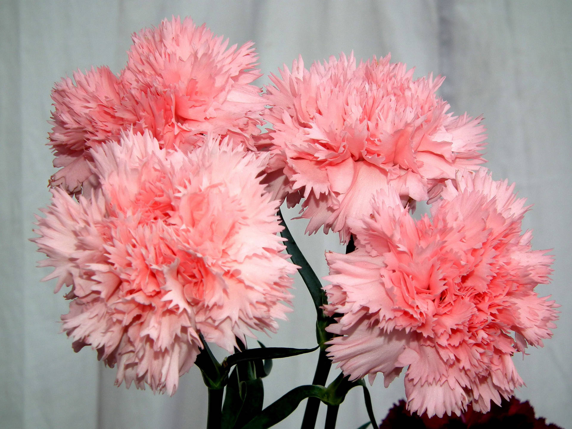 Charming Peach Carnations Background