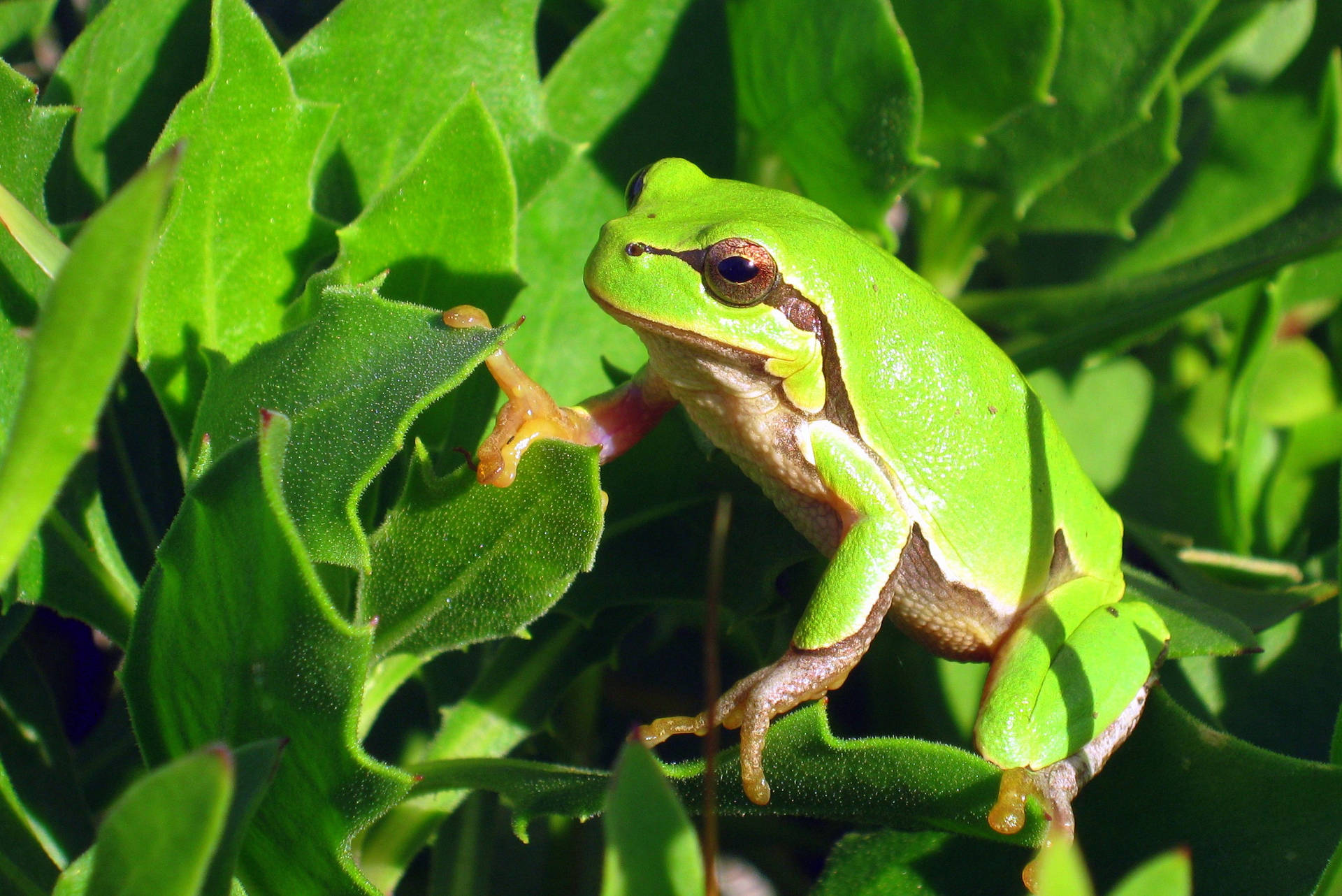 Charming Serenade From A Tiny Green Jewel - Cute Frog Background