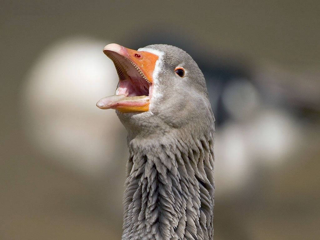 Charming Shot Of Goose