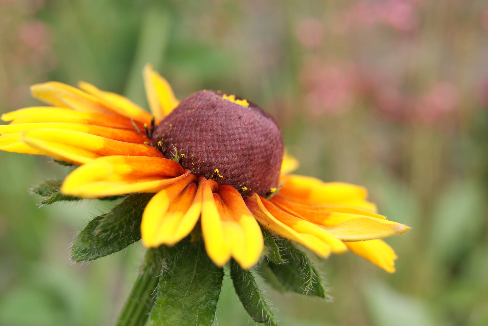 Charming Sunflower Aesthetic Full Bloom Background