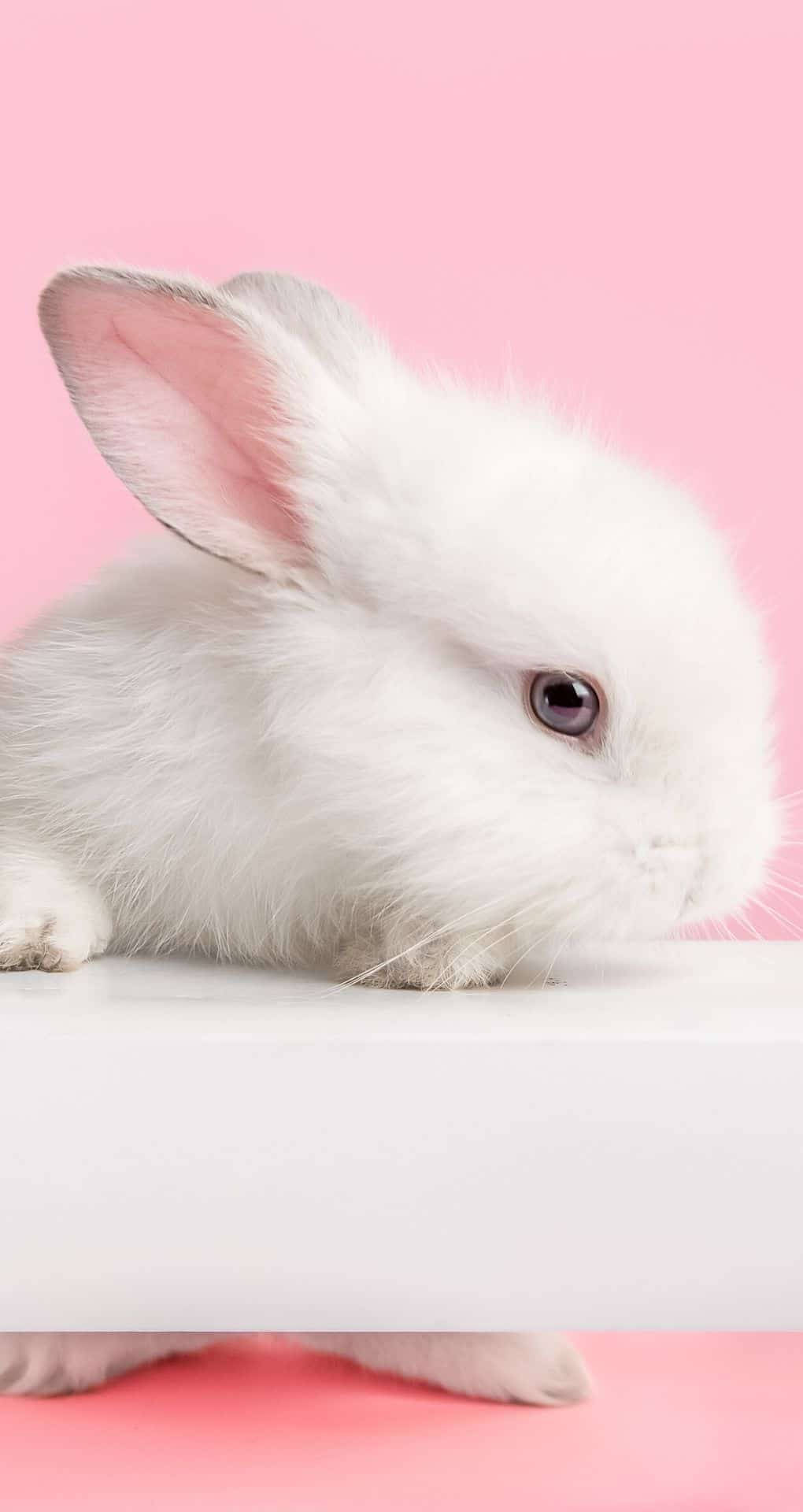 Charming White Bunny On Pink - Iphone Wallpaper Background