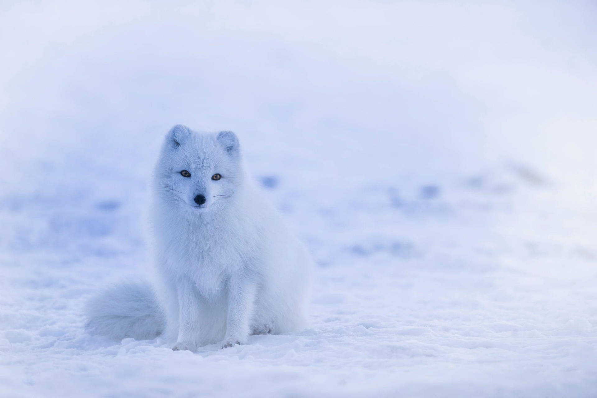 Charming White Fox Photography Background