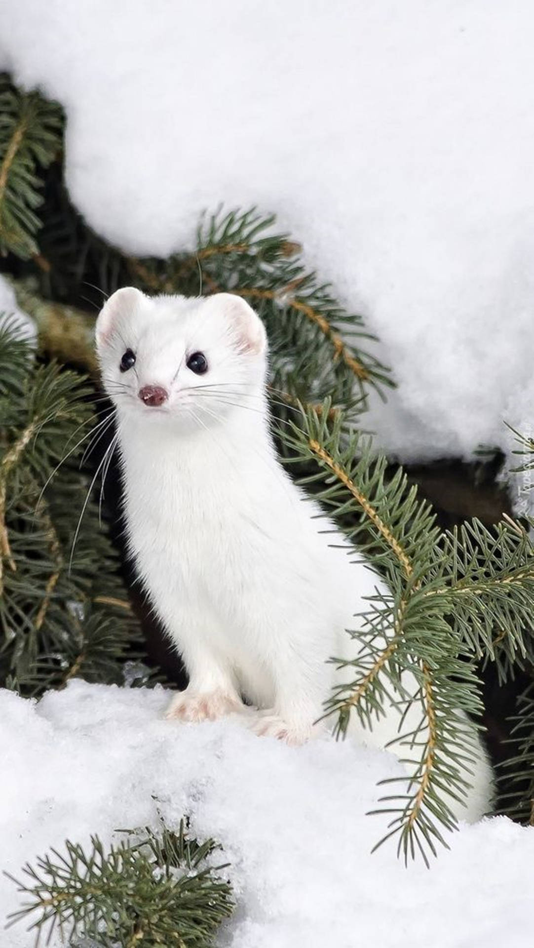 Charming White Mink Background