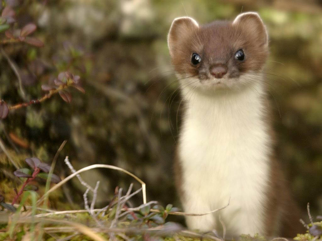 Charming Young Mink Background