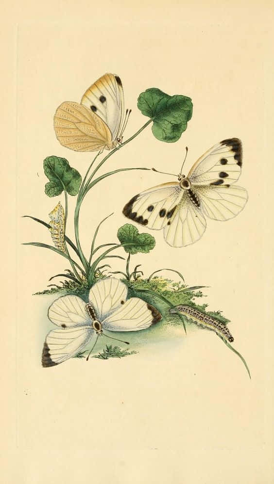 “chasing Beauty: A Flight Of Cute Yellow Butterflies” Background