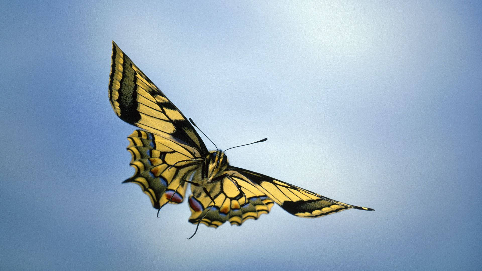 Chasing Butterfly Dreams Background