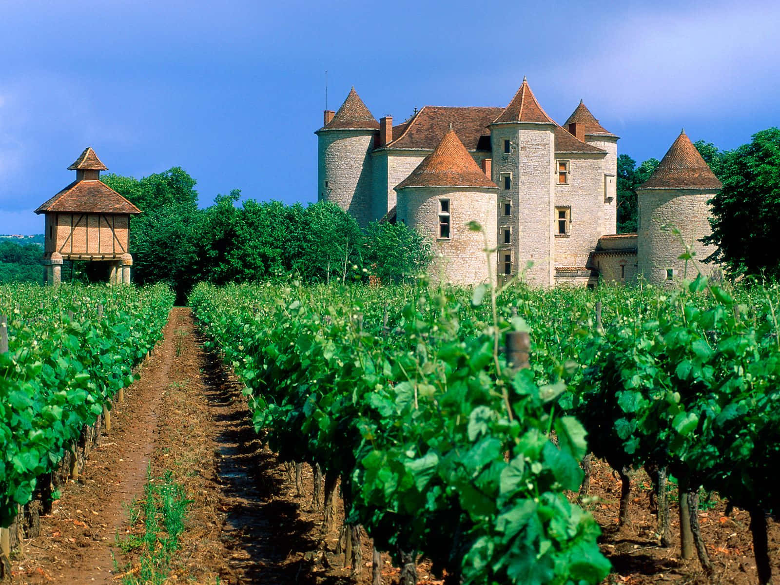 Château Lagrézette Vineyard