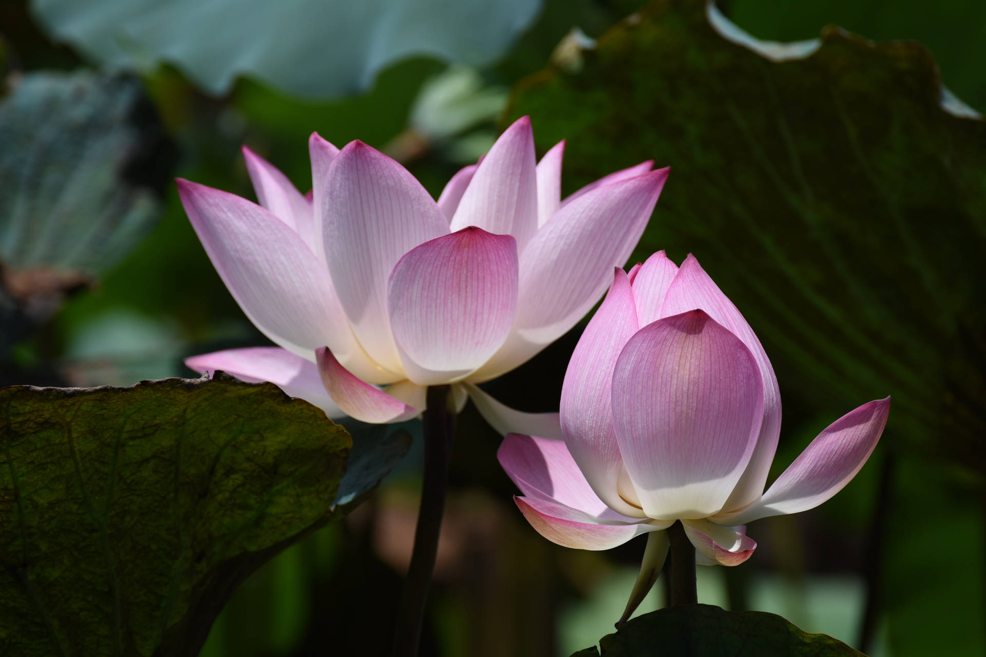 Chawan Basu Lotus Flower Background