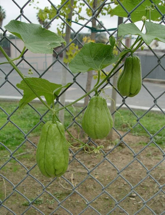 Chayote Growing Fence Background