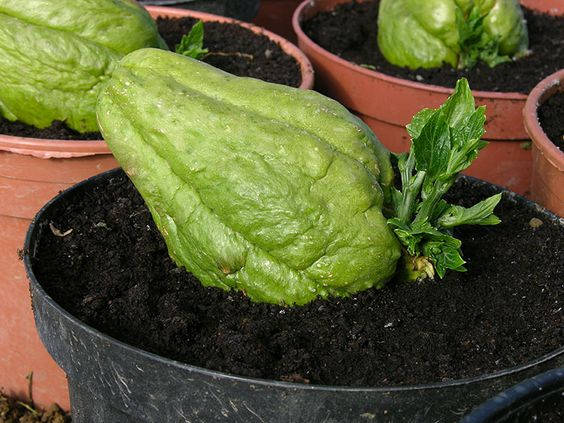 Chayote Soil Pot Background