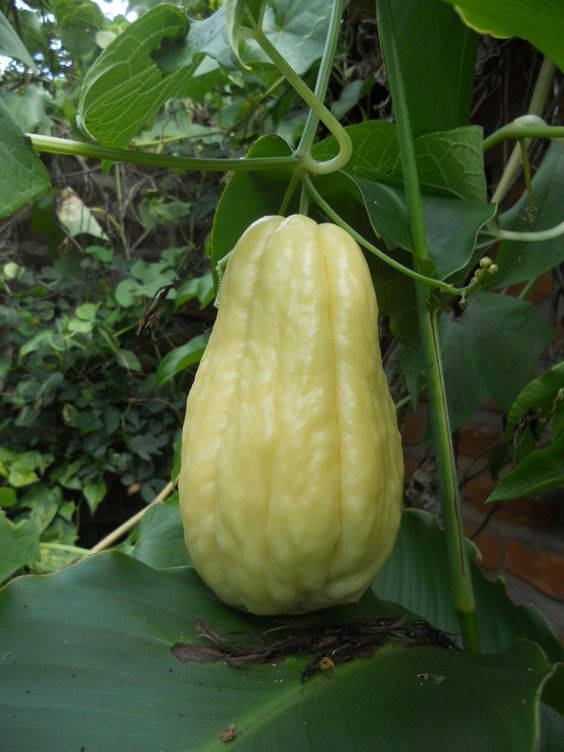 Chayote Vegetable In Nature Background