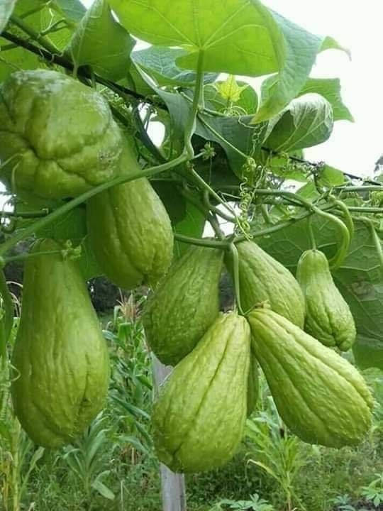 Chayote Vine Plant