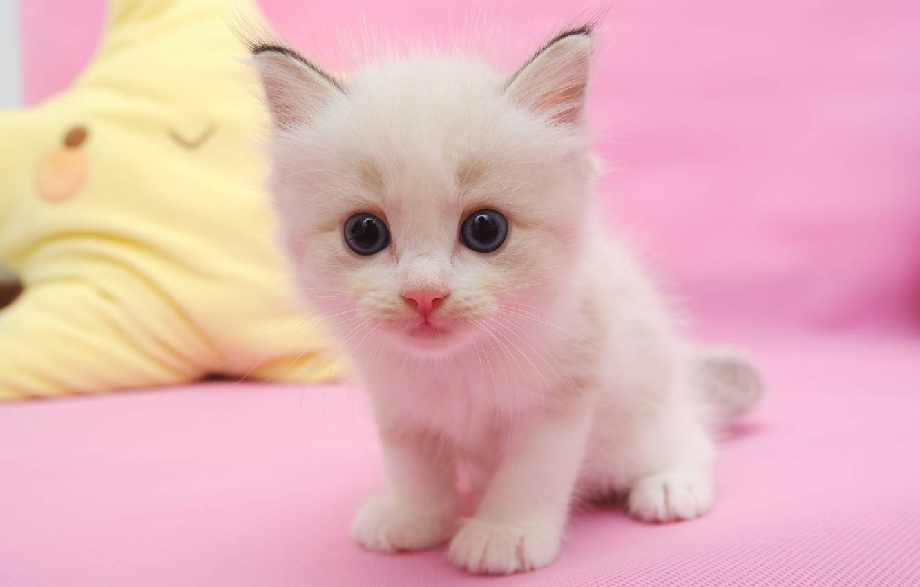 Check Out This Cute Pink Kitty! Background