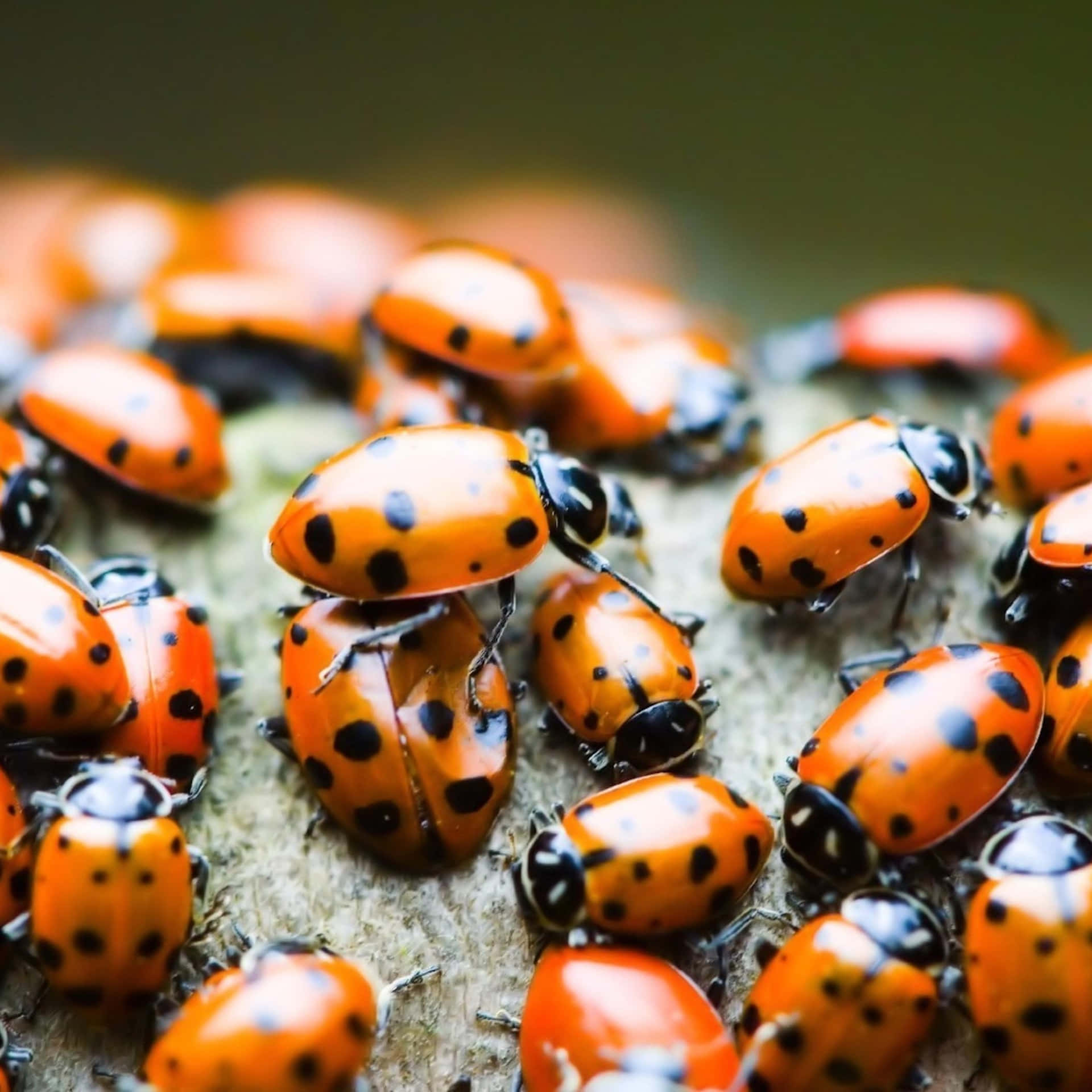 Check Out This Fun Ladybug Pattern Featuring The Iconic Iphone! Background