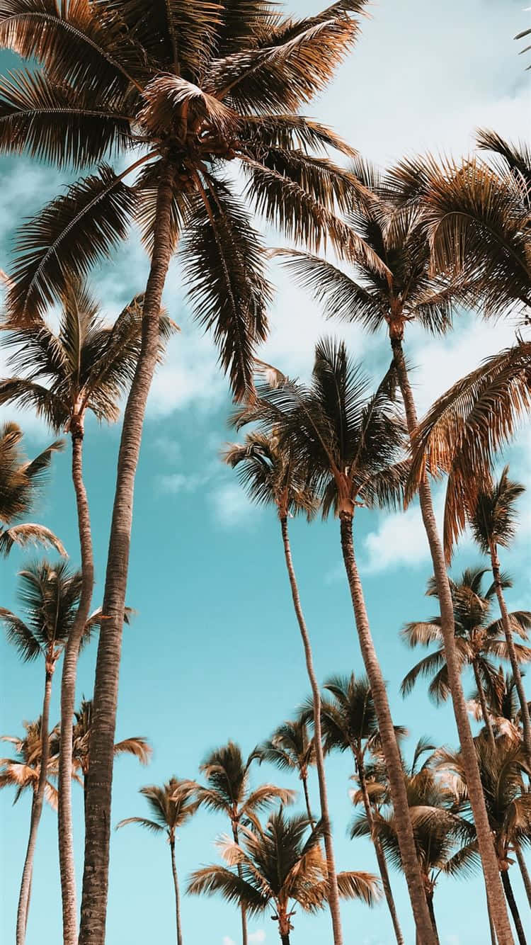 Check Out This Super Cute Palm Tree! Background