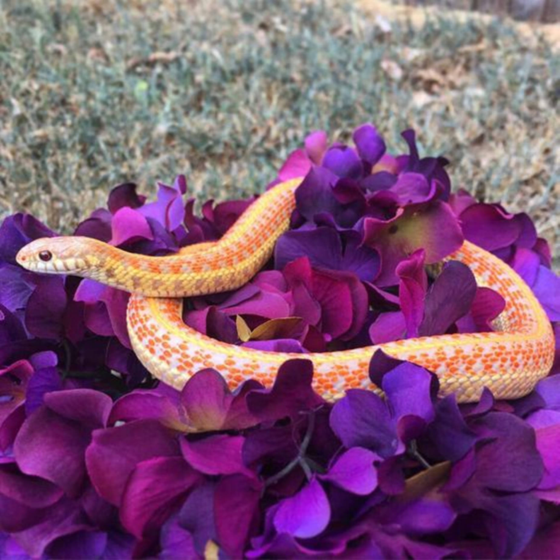 Checkered Garter Snake