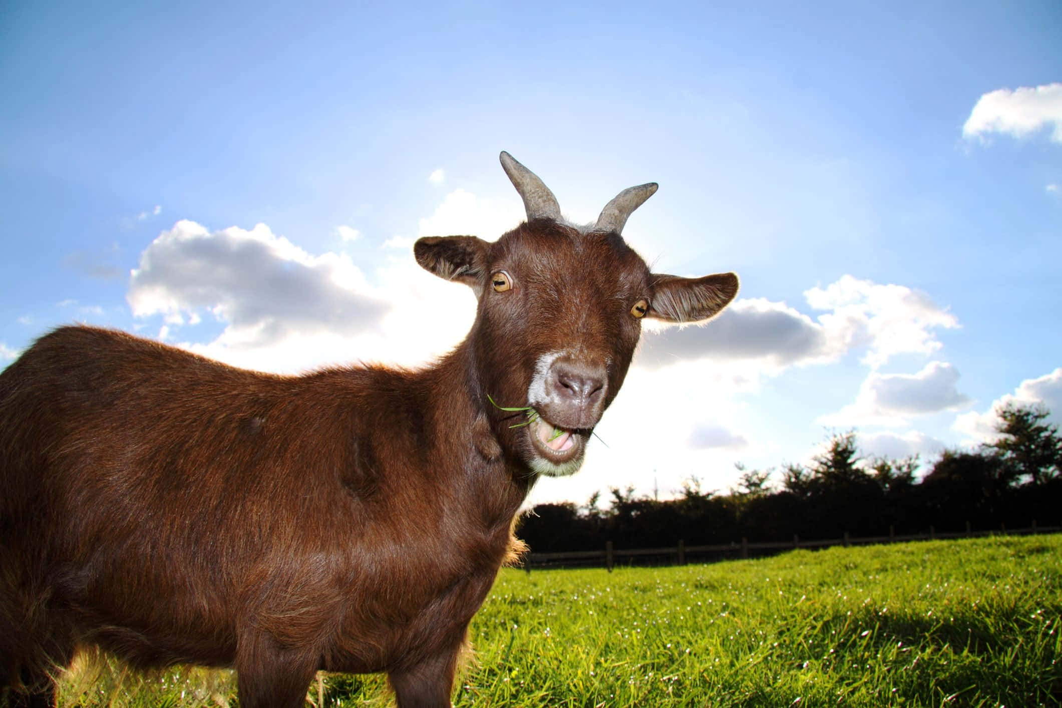 Cheeky Smile Of The Countryside: An Amusing Goat Portrait Background