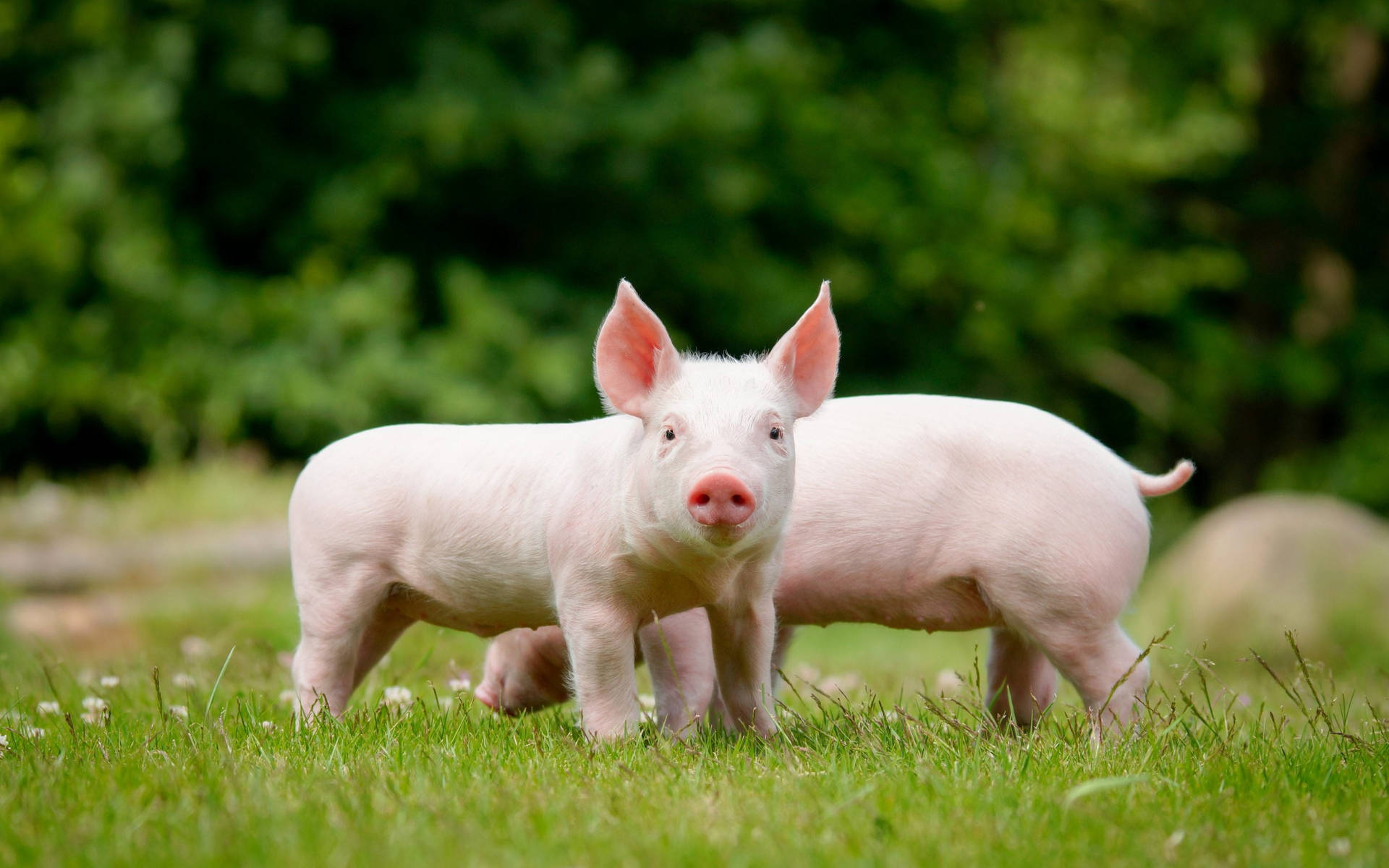 Cheerful Pig On A Farm Background