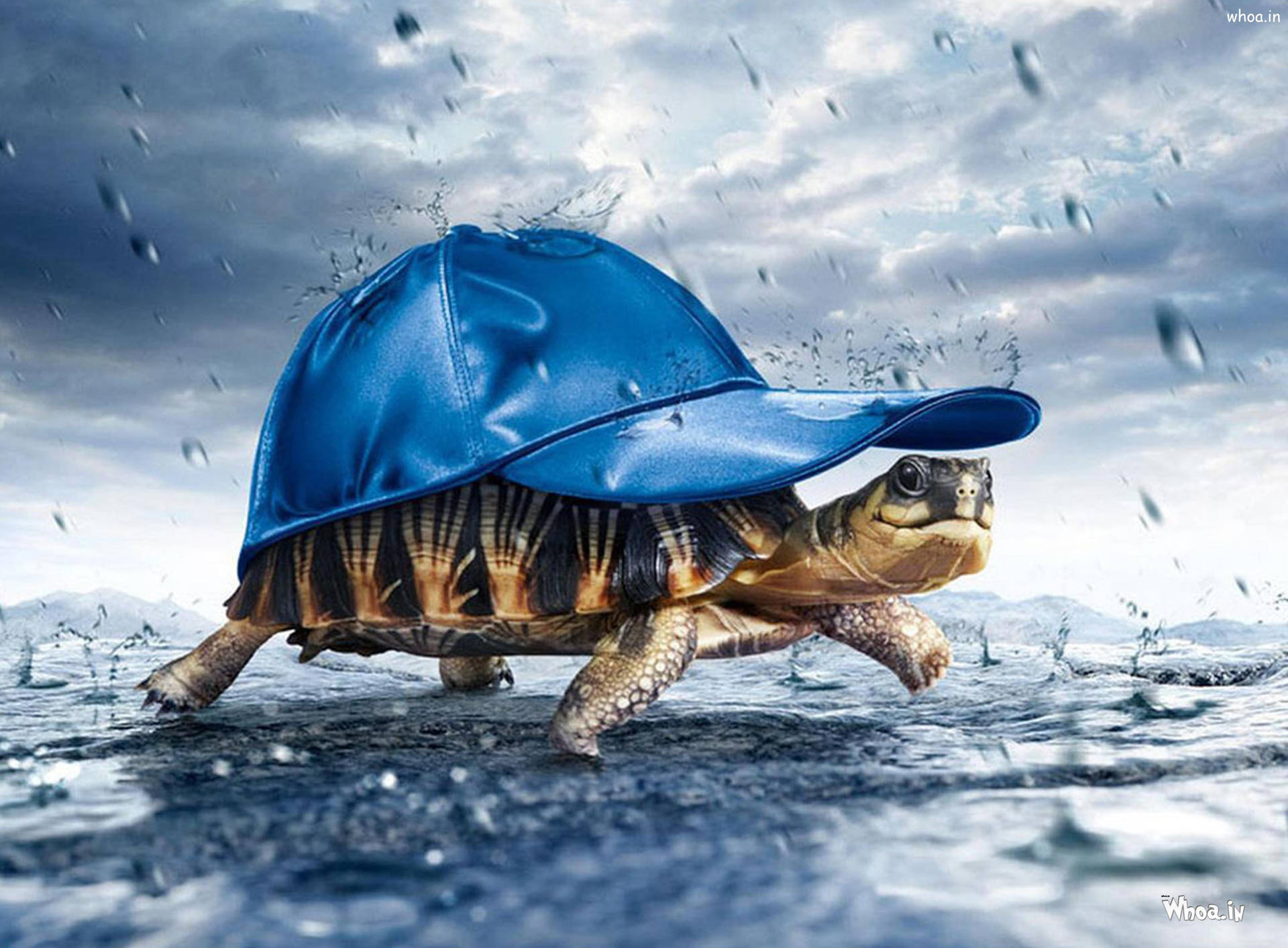 Cheerful Tortoise Sporting A Blue Cap Background