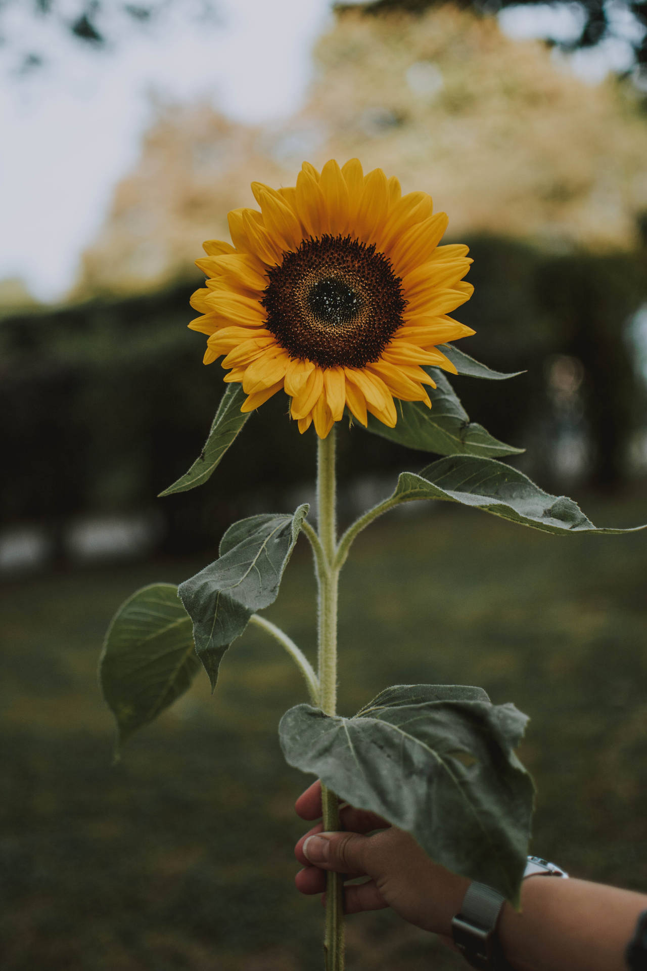 Cheerful Vibrance Of Sunflowers And Roses