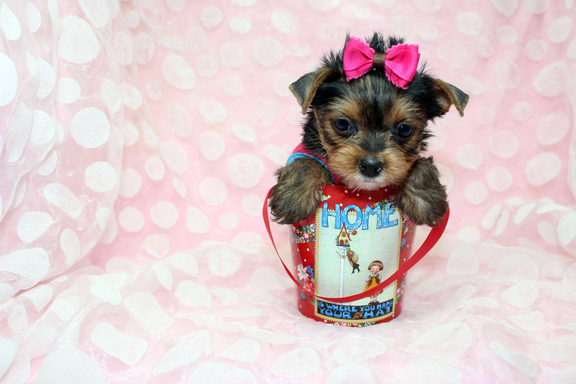 Cheerful Yorkie Puppy In A Red Bucket Background