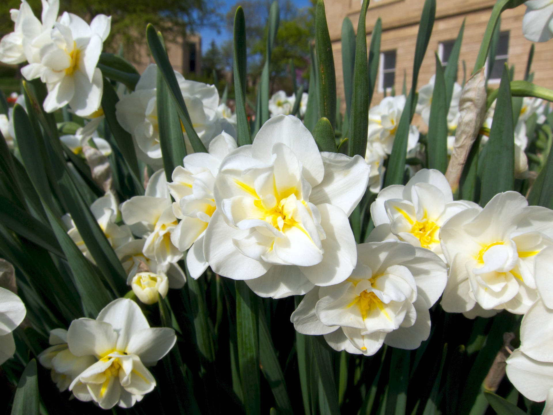 Cheerfulness Narcissus Flowers Background