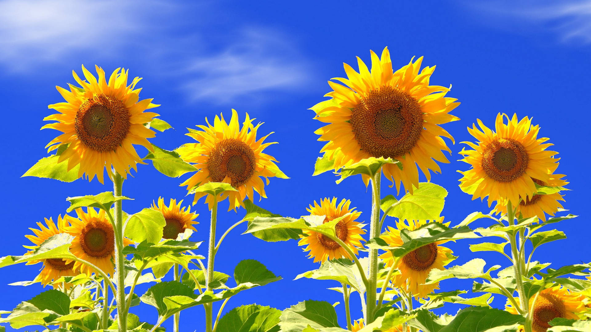 Cheery Sunflower Laptop Background