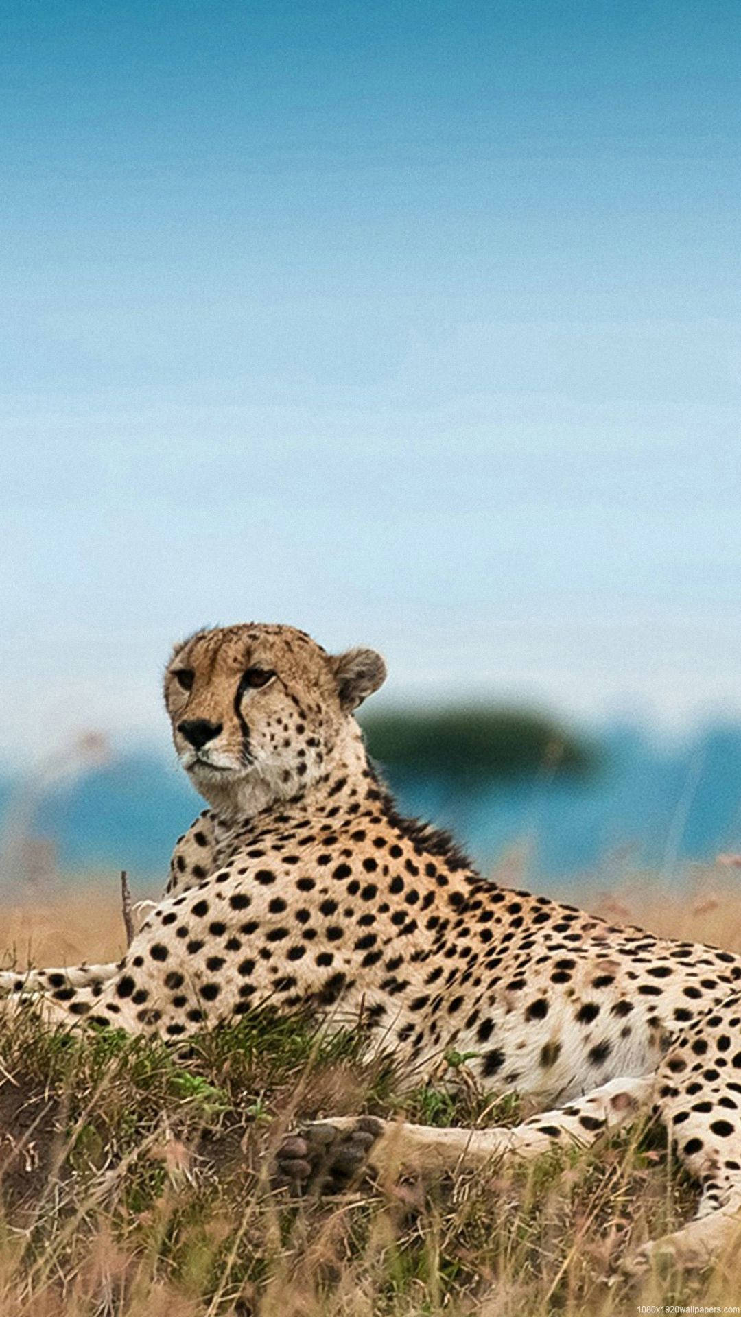 Cheetah Africa Iphone Background