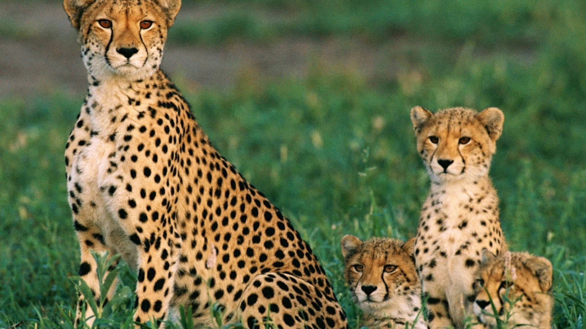 Cheetah And Baby Animals Dangerous Stares Background