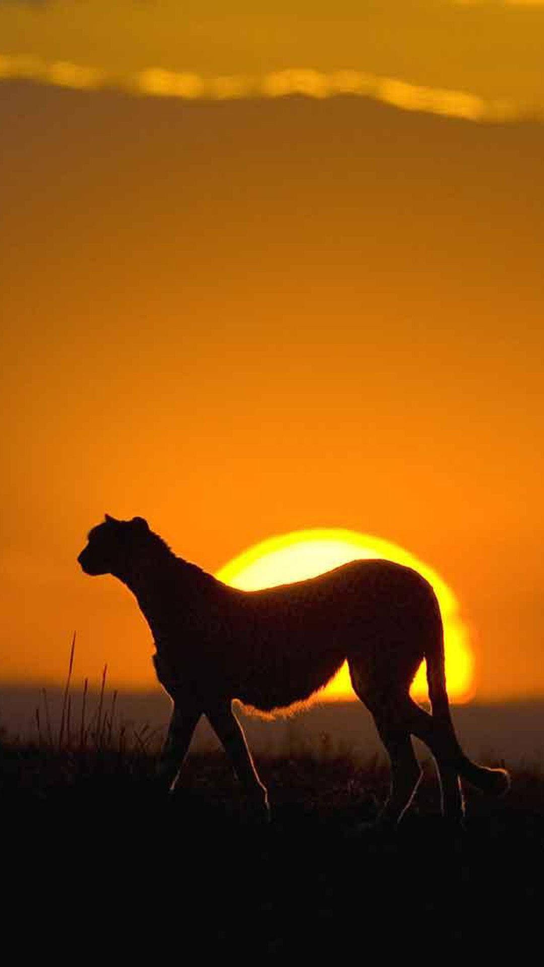 Cheetah And Sunset Africa Iphone Background