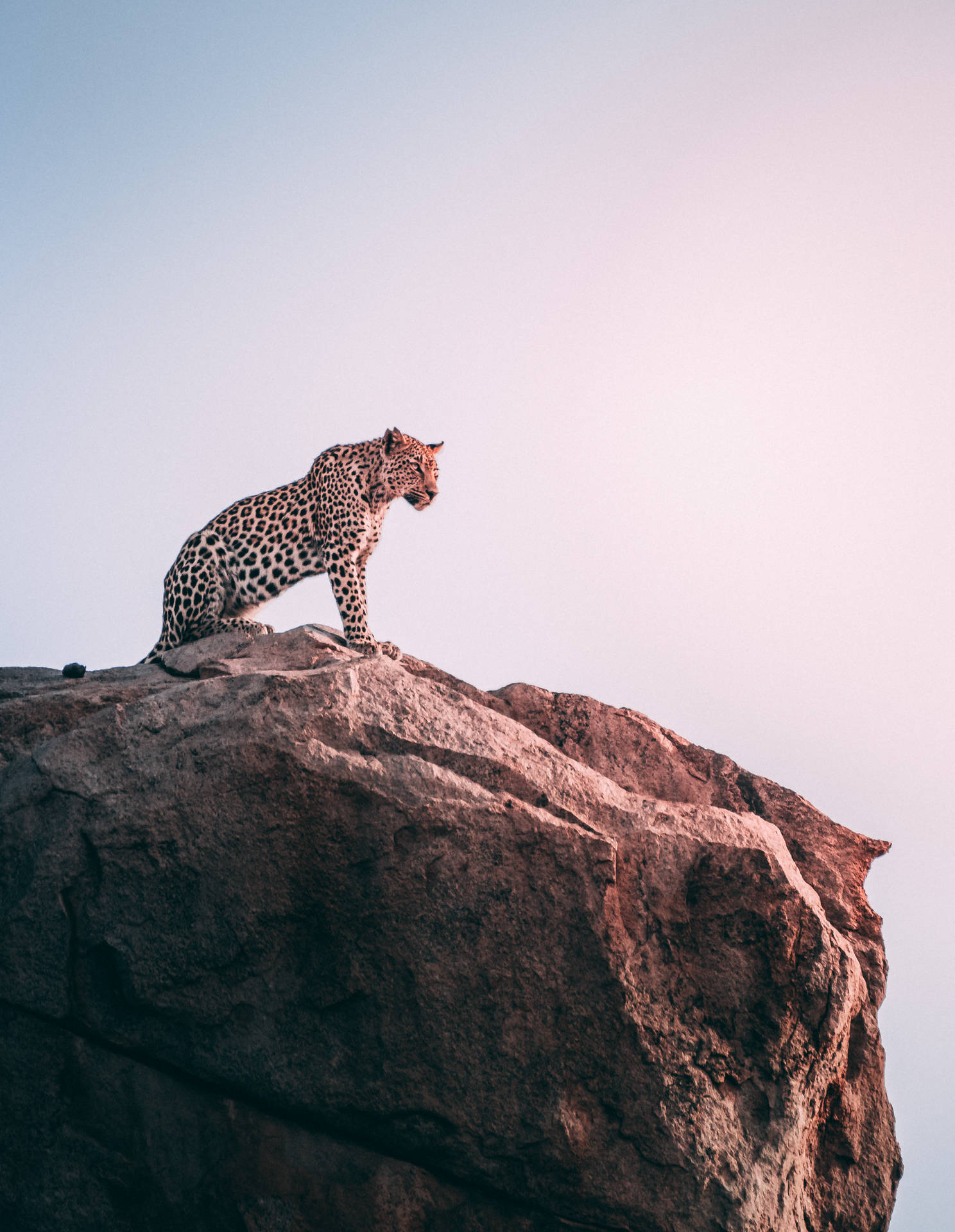Cheetah Animal On Rock Mountain