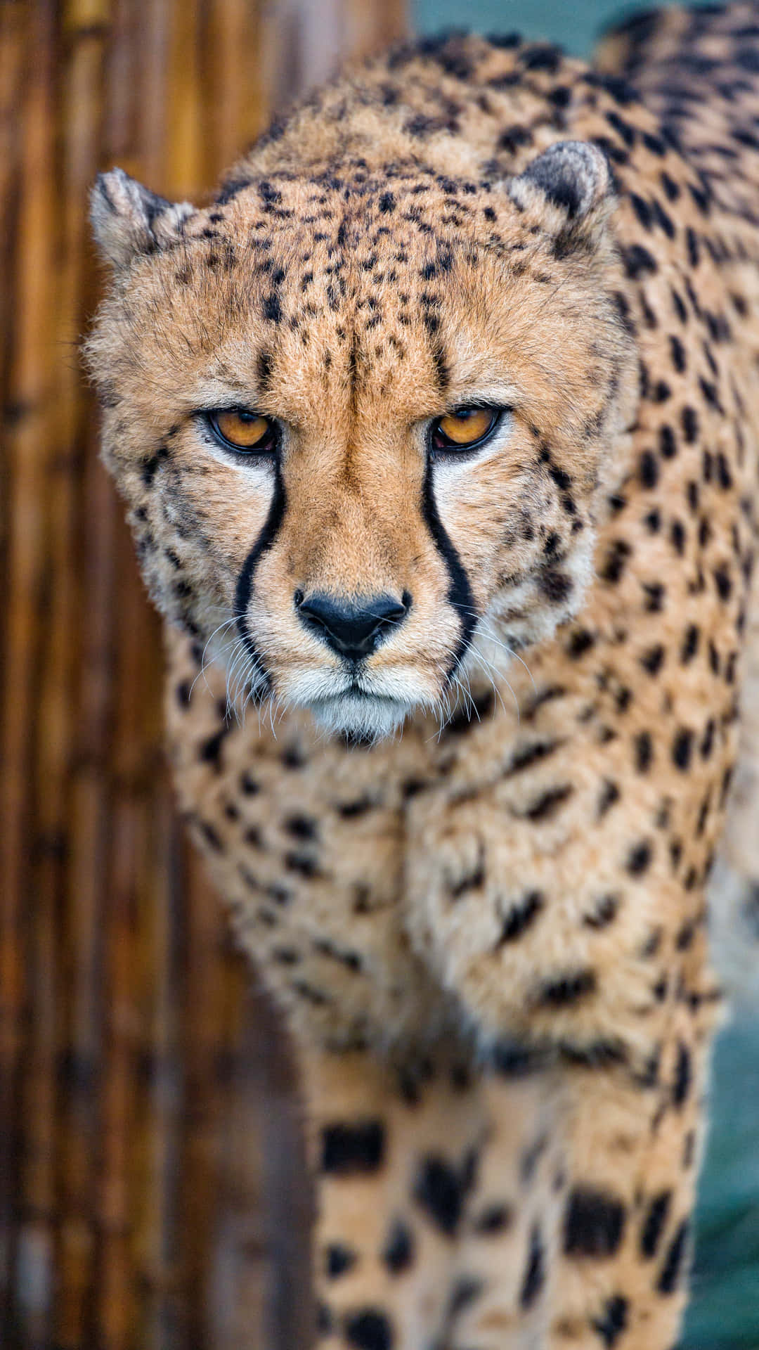 Cheetah At Rest In Its Natural Habitat Background