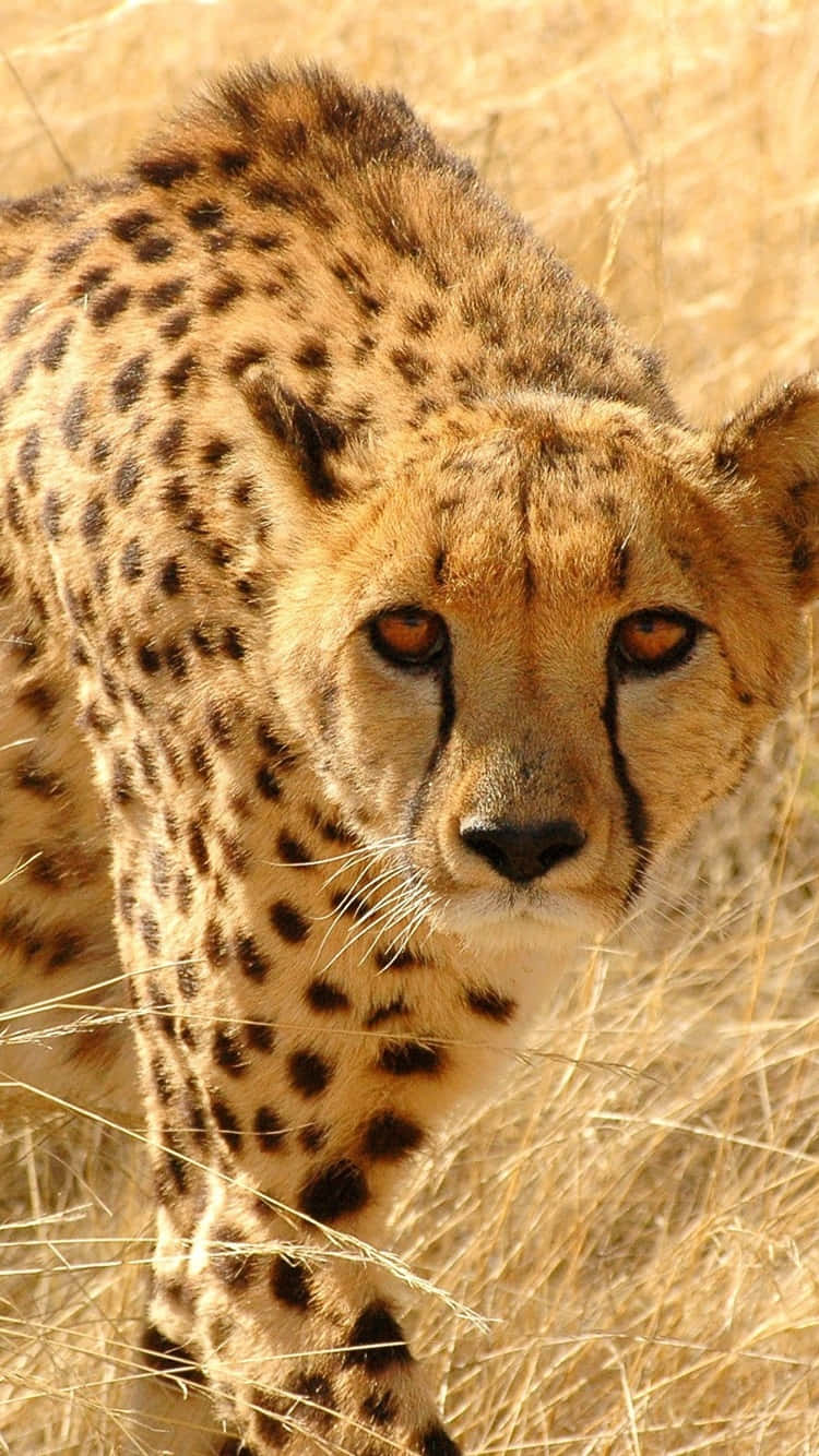 Cheetah Cautious Walk Stare Iphone Background
