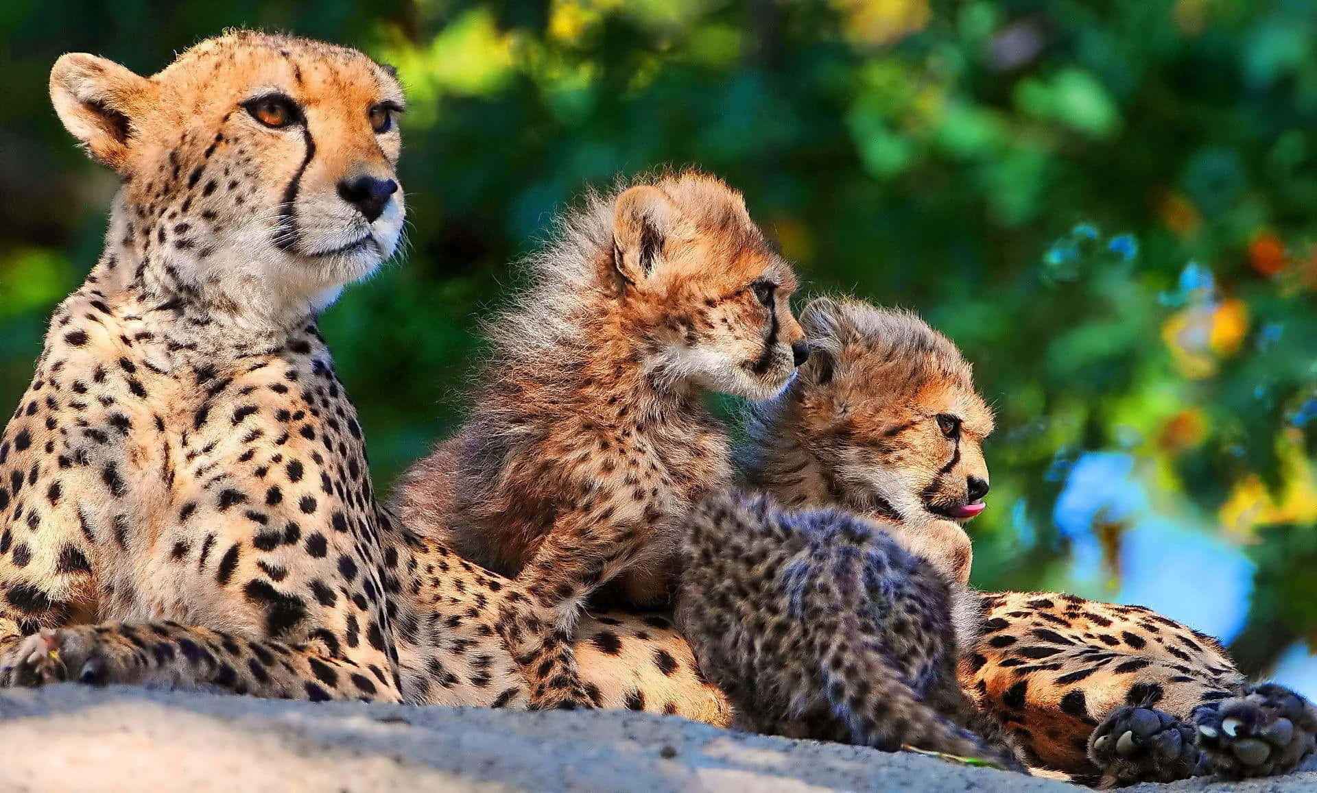 Cheetah Cubs And Mother Resting On The Ground Background