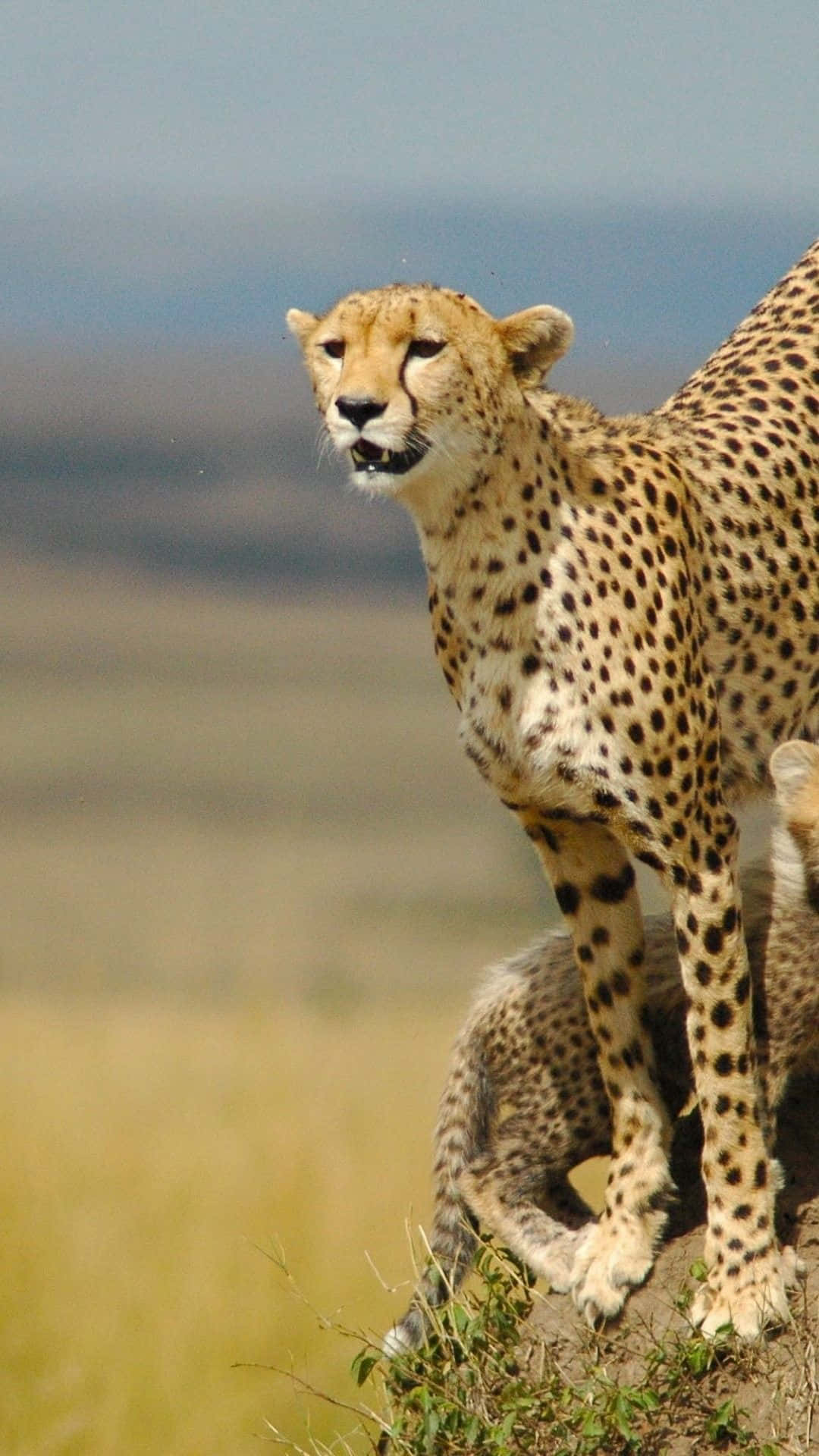 Cheetah Cubs In The Wild Background