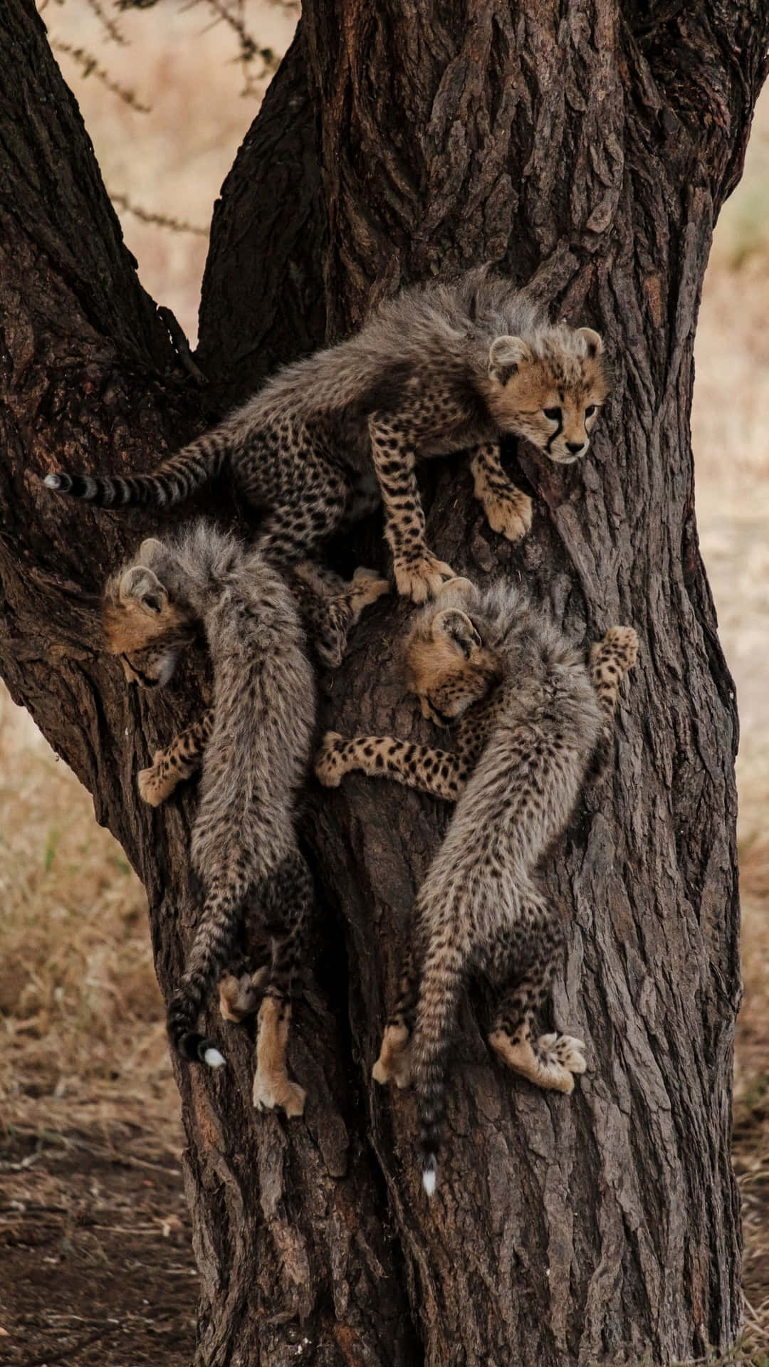 Cheetah Cubs Tree Climbing Background