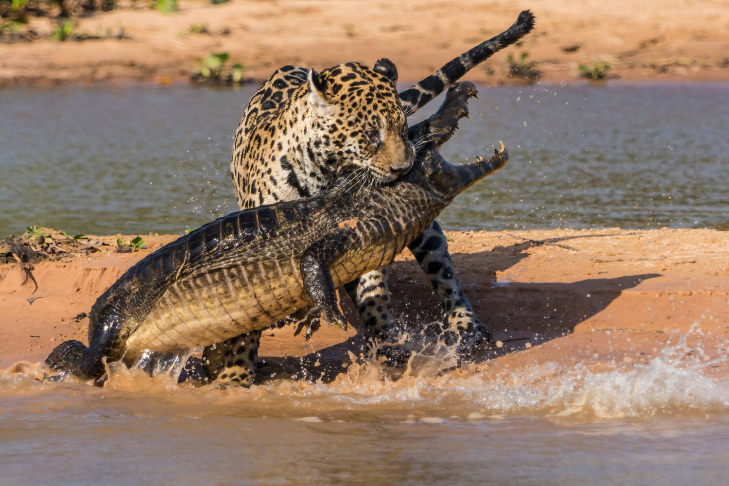 Cheetah Eats Caiman