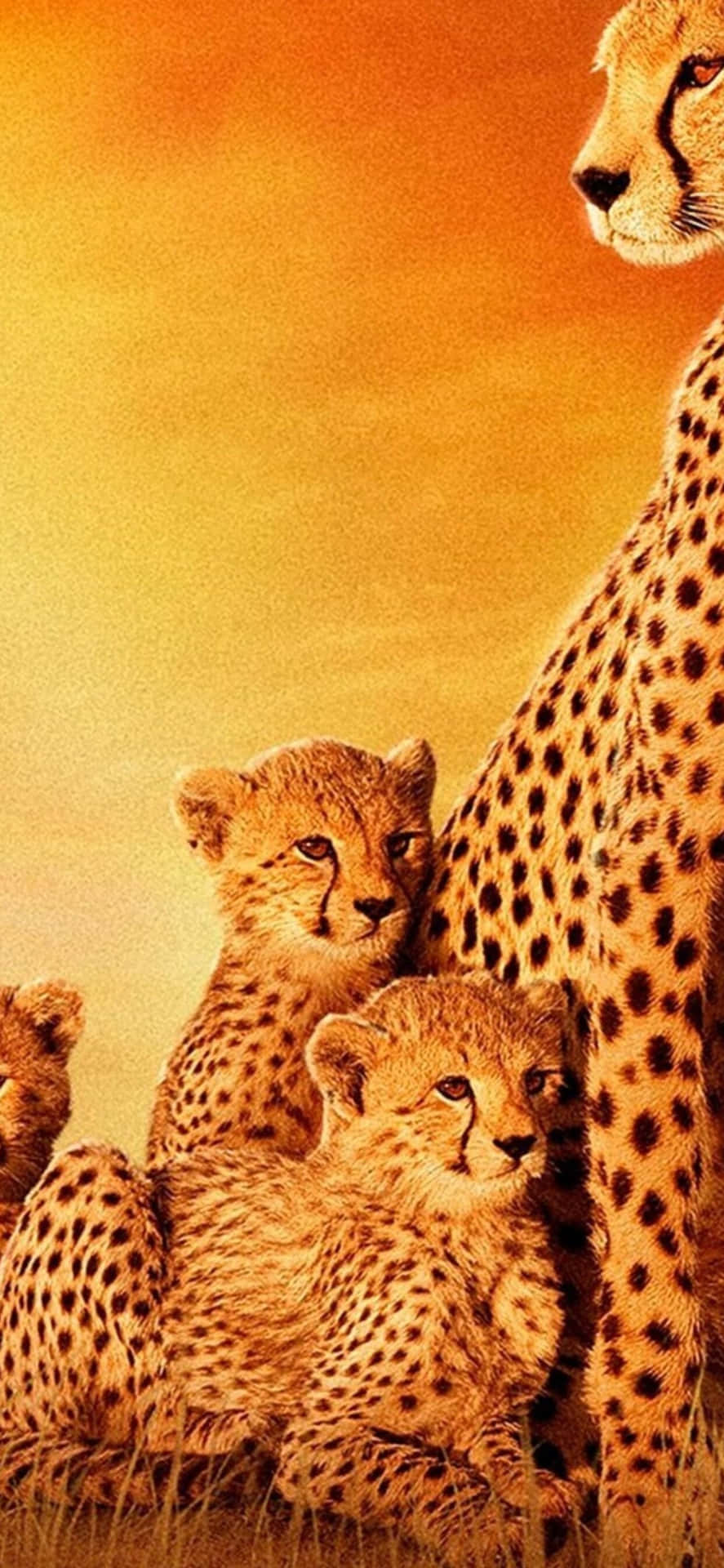 Cheetah Family Wallpapers Hd