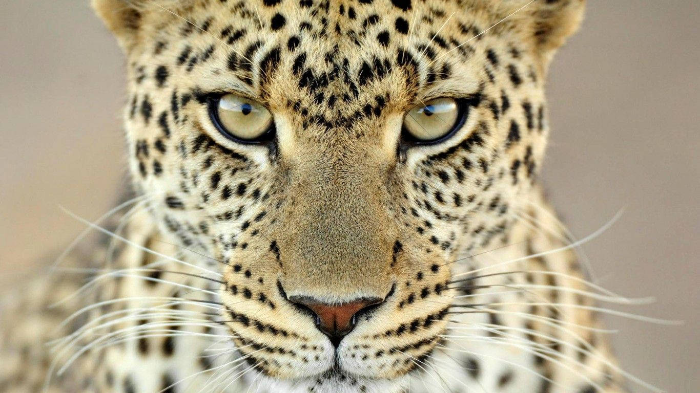 Cheetah Fierce Look Background