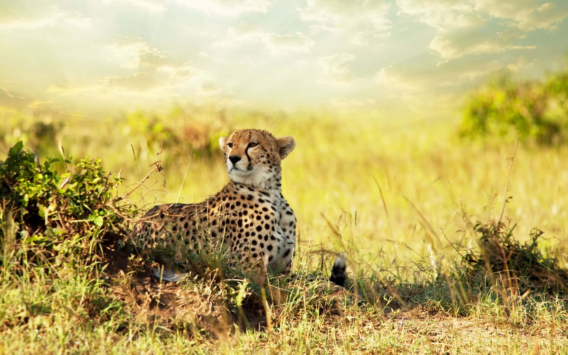 Cheetah In The Grass Background