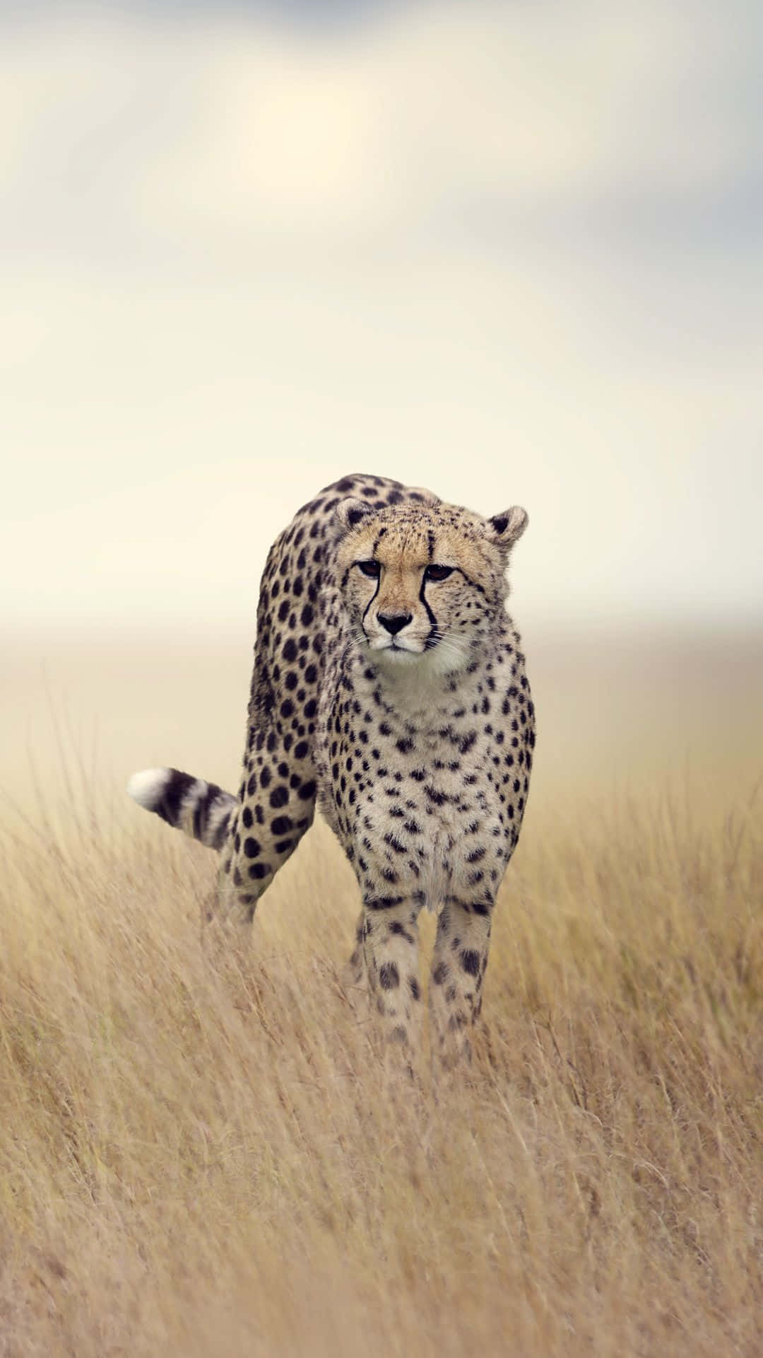 Cheetah In The Wild Background